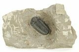 Detailed Phacopid (Acastoides) Trilobite - Foum Zguid, Morocco #244277-1